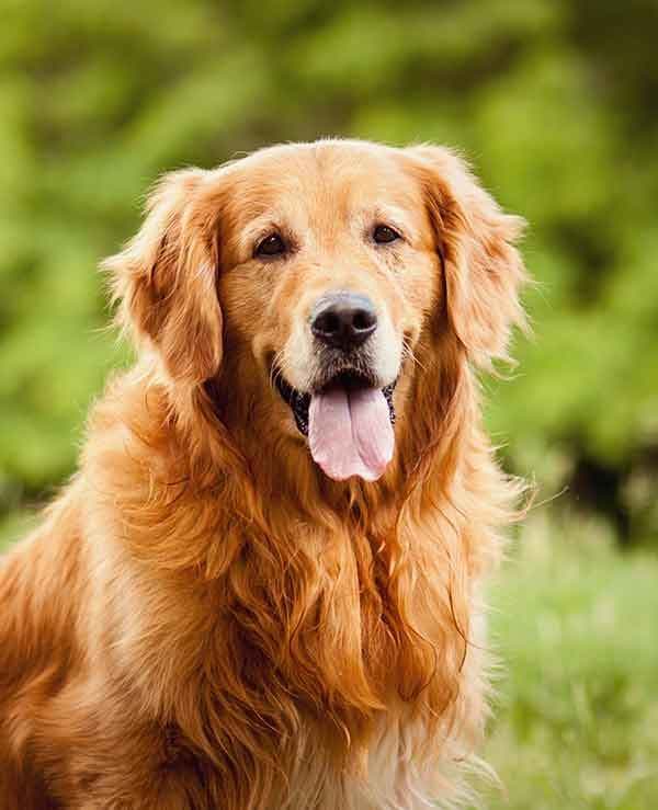 Moda Golden Retriever Dog Breed Information, Pictures, Characteristics ...