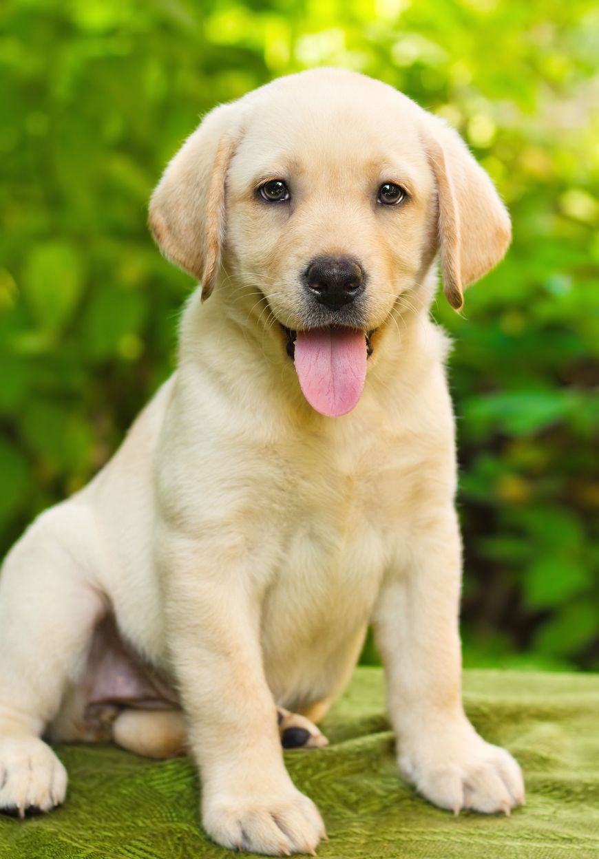 Moda Labrador Retriever Dog Breed Information