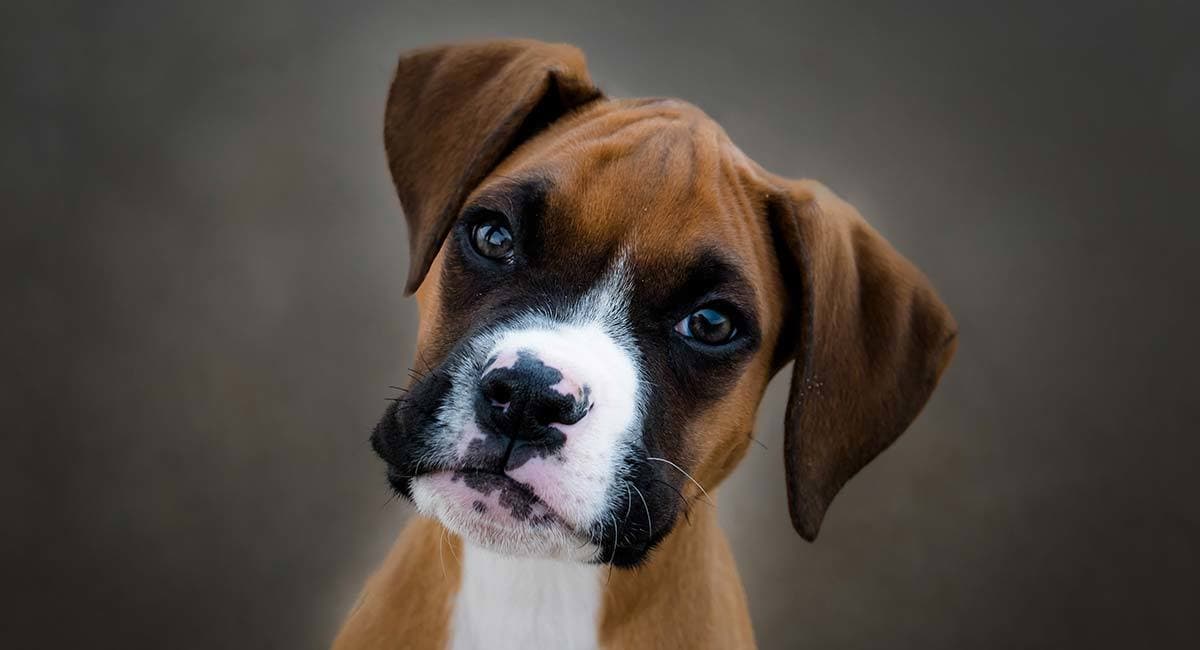 Moda Boxer Dog Breed Information