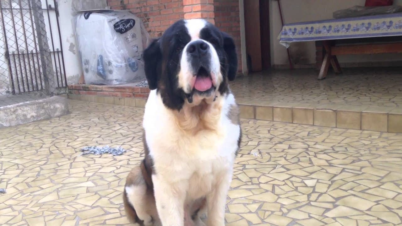 Moda São Bernardo - Cachorro GIGANTE - YouTube