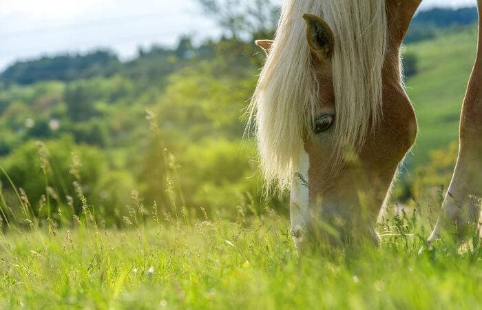 Fashion Cavalo