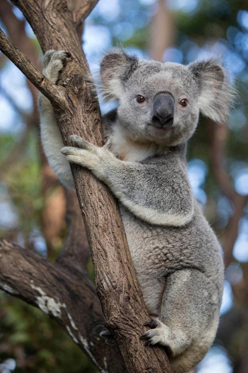 Moda Koala