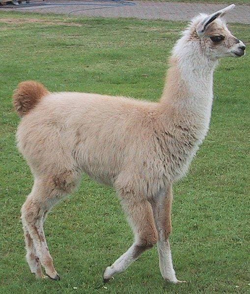 Fashion Lama