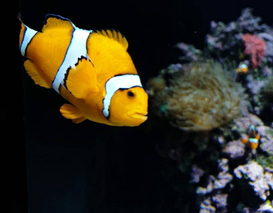 Place Oceanario de Lisboa