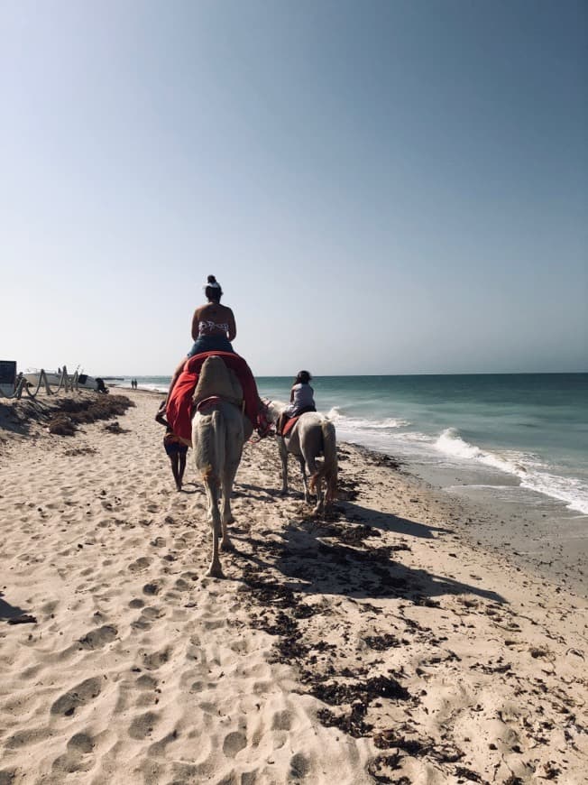 Place Os dromedários e os cavalos na praia 