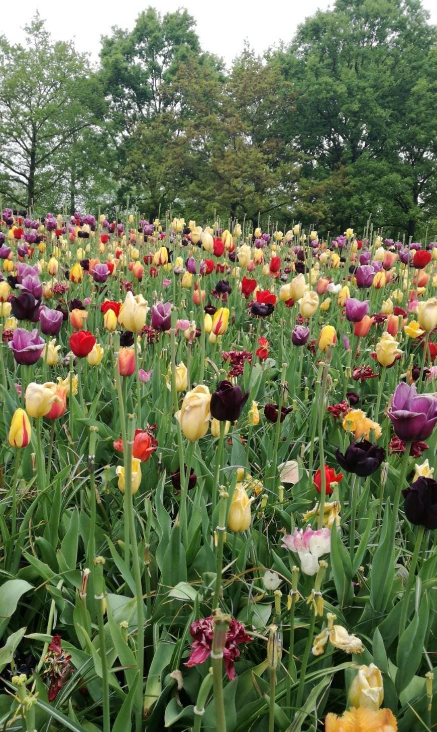 Lugar Keukenhof