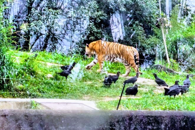 Place Zoológico de São Paulo