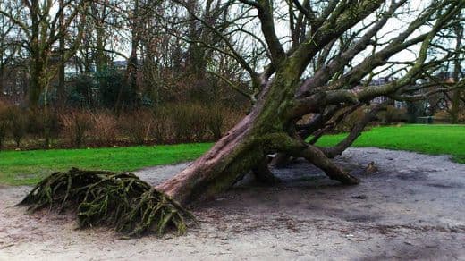 Restaurants Vondelpark