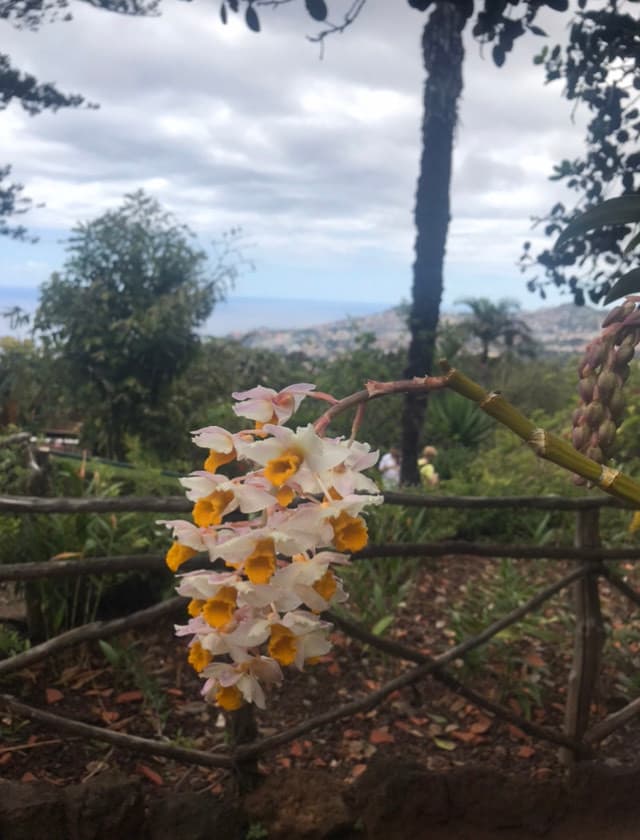 Place Jardín Botánico de Madeira