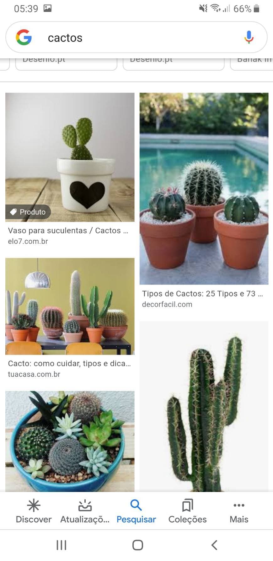 Place Cactus