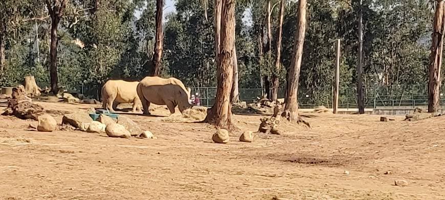 Lugar ZOO Santo Inácio