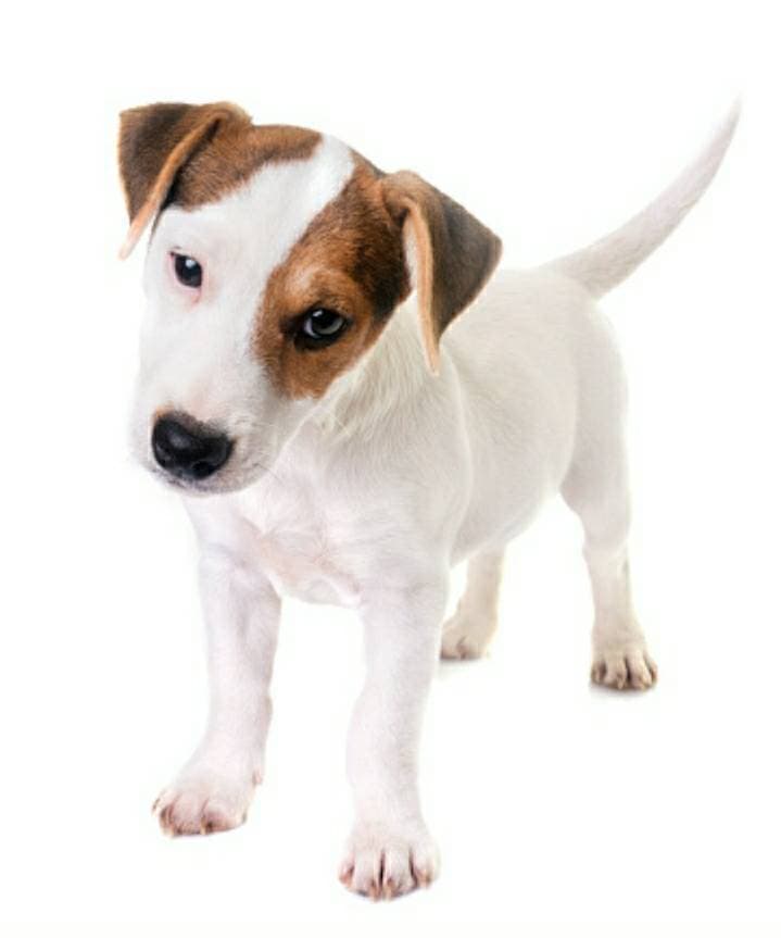 Moda Raça Jack russell terrier