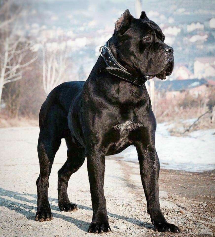 Moda Cane Corso