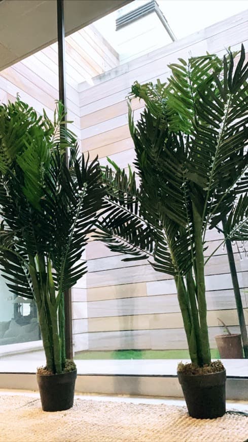 Product PALMERA PLANTA MEDIANA 110cm