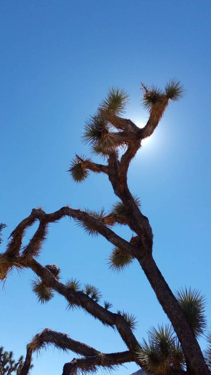 Place Joshua Tree National Park