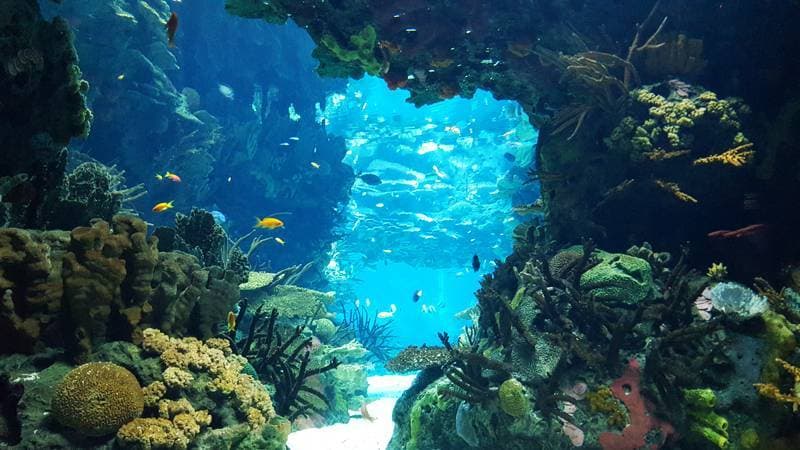 Lugar Oceanario de Lisboa