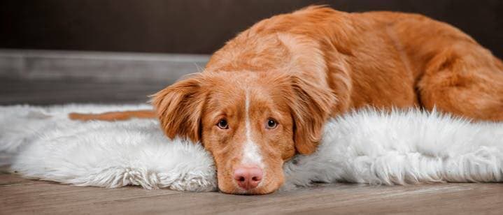 Moda O seu cão está obstipado?

