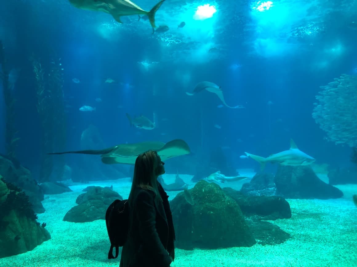 Place Oceanario de Lisboa