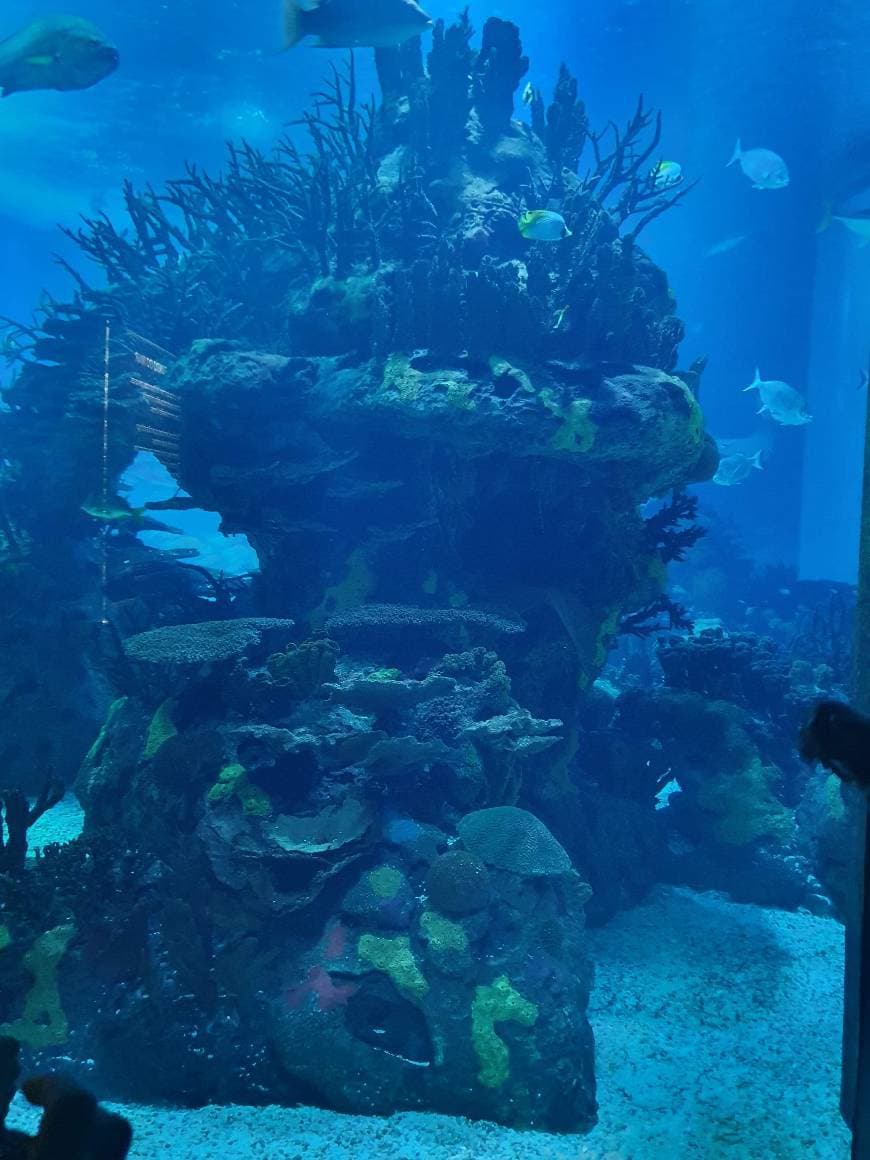 Place Oceanário de Lisboa