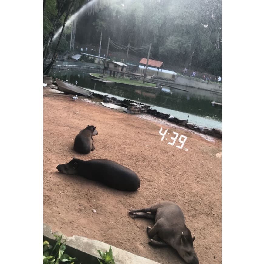 Place Bosque dos Jequitibás - Campinas 🐊