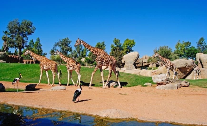 Place Bioparc Valencia