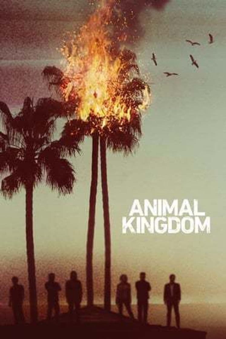 Serie Animal Kingdom