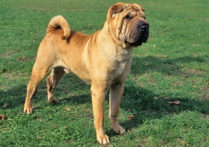 Fashion Chinese Shar-Pei Dog Breed Information