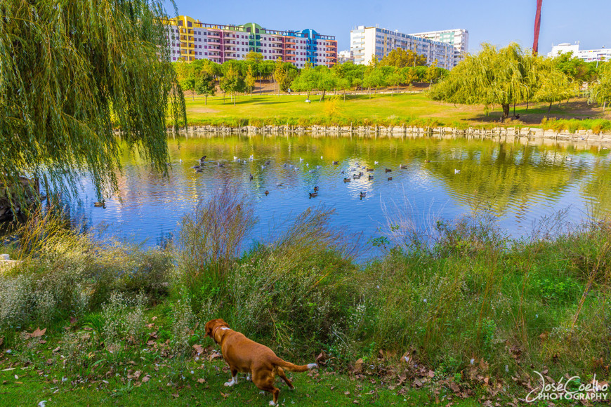 Lugar Parque da Paz