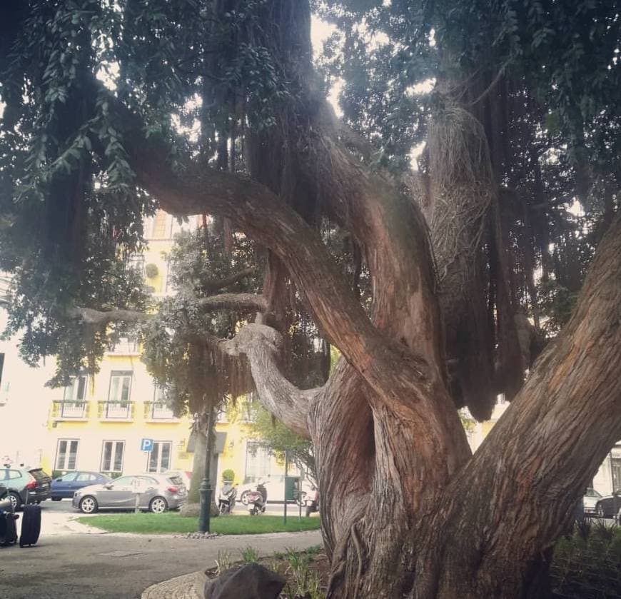 Place Praça da Alegria