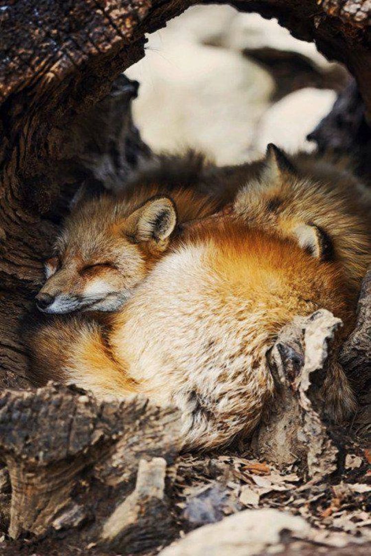 Fashion Sleepy foxes