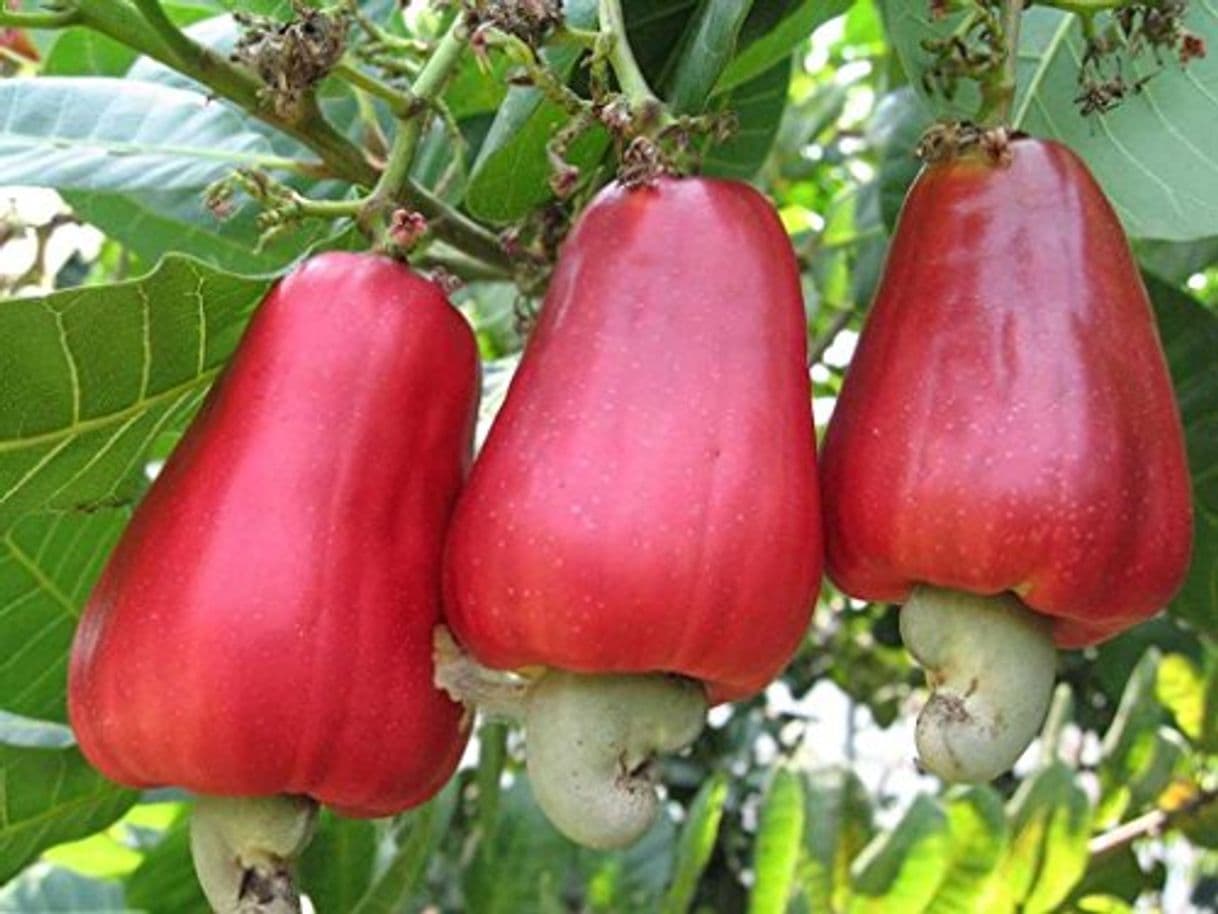 Product Asklepios-seeds® - 5 Semillas de Anacardium occidentale cajú