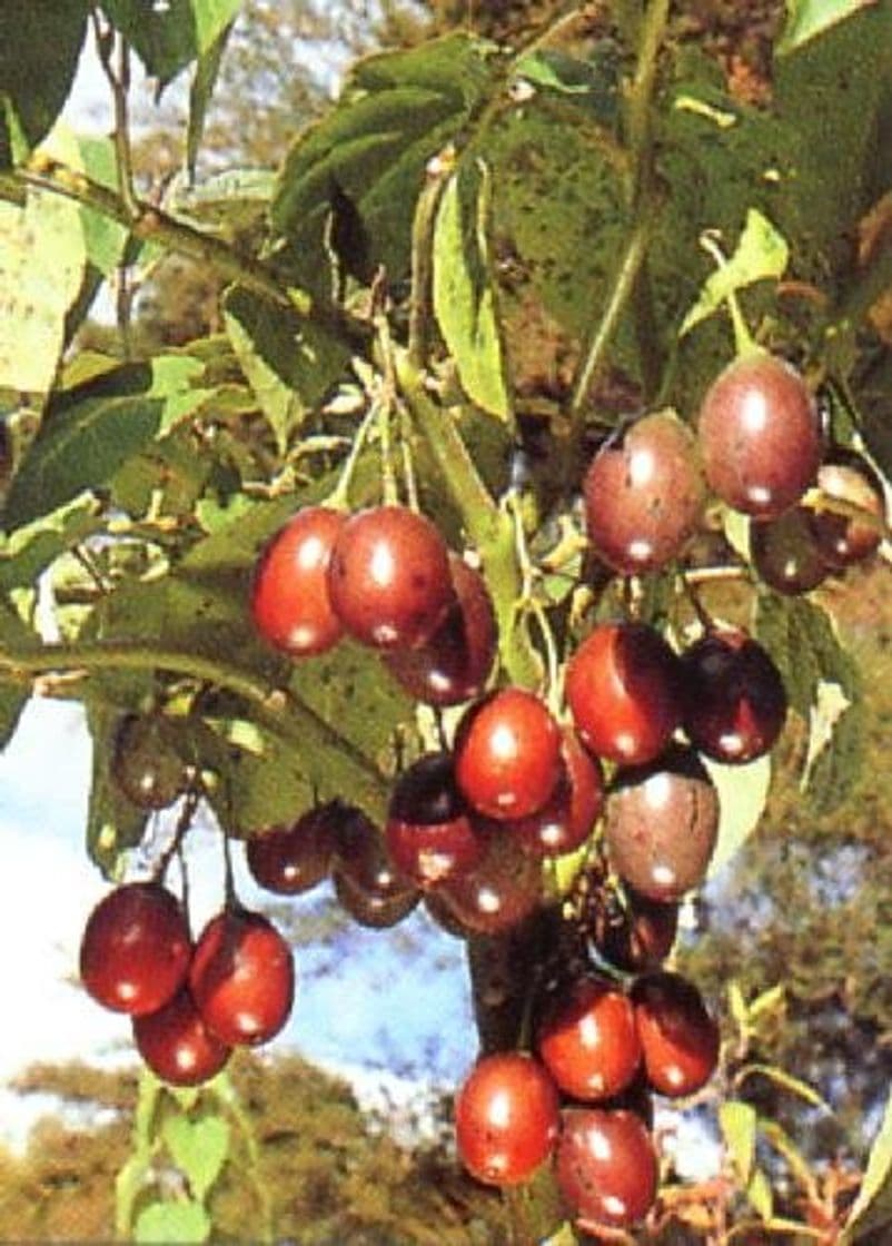 Producto Tropica tomatera trópico/tamarillo