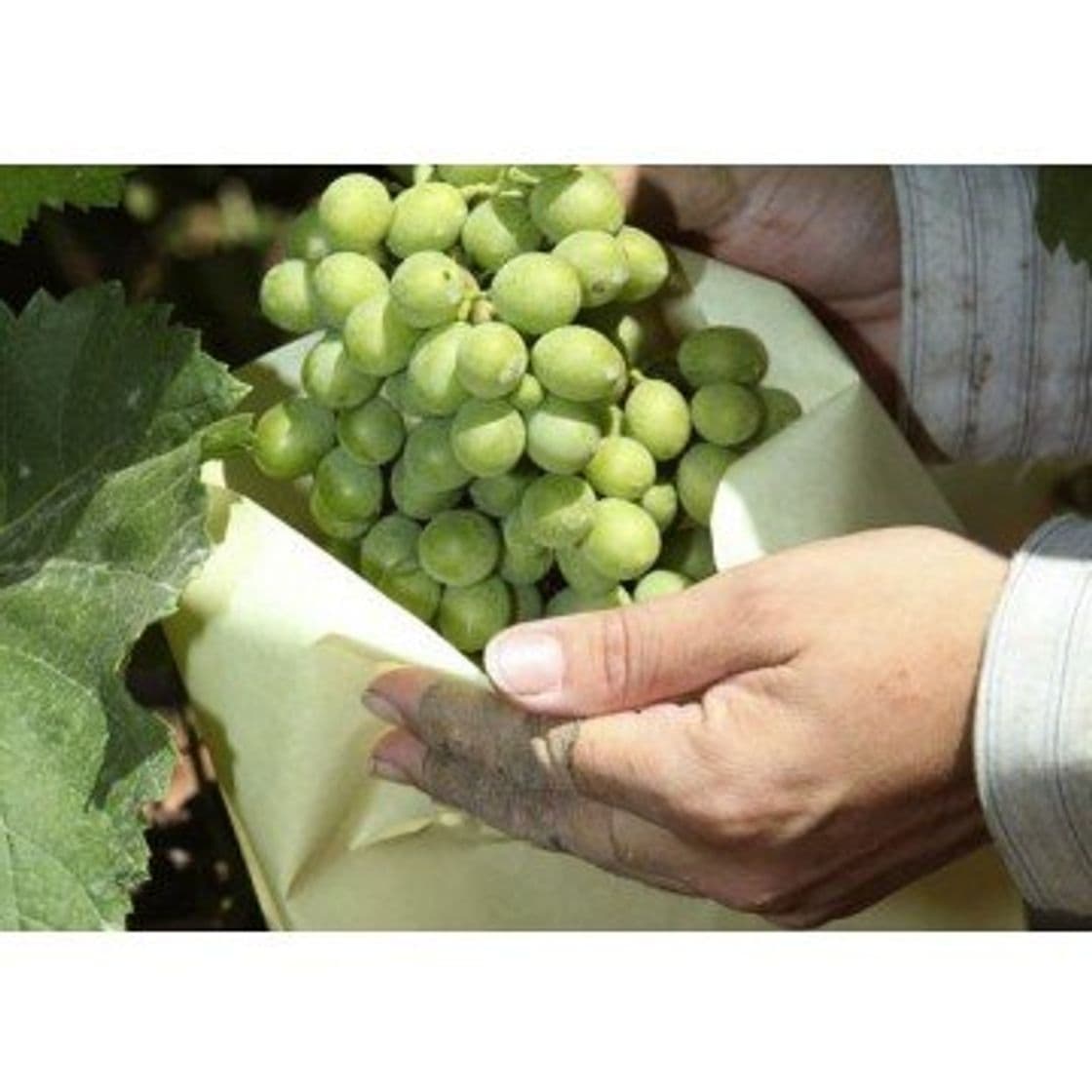 Product Tecnologías Agrarias 100 Bolsas Protectoras para Uvas