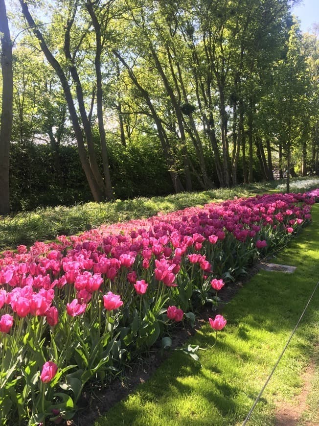 Place Keukenhof