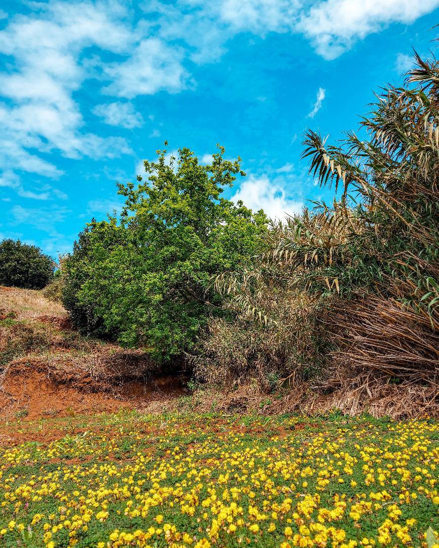 Lugar Madeira