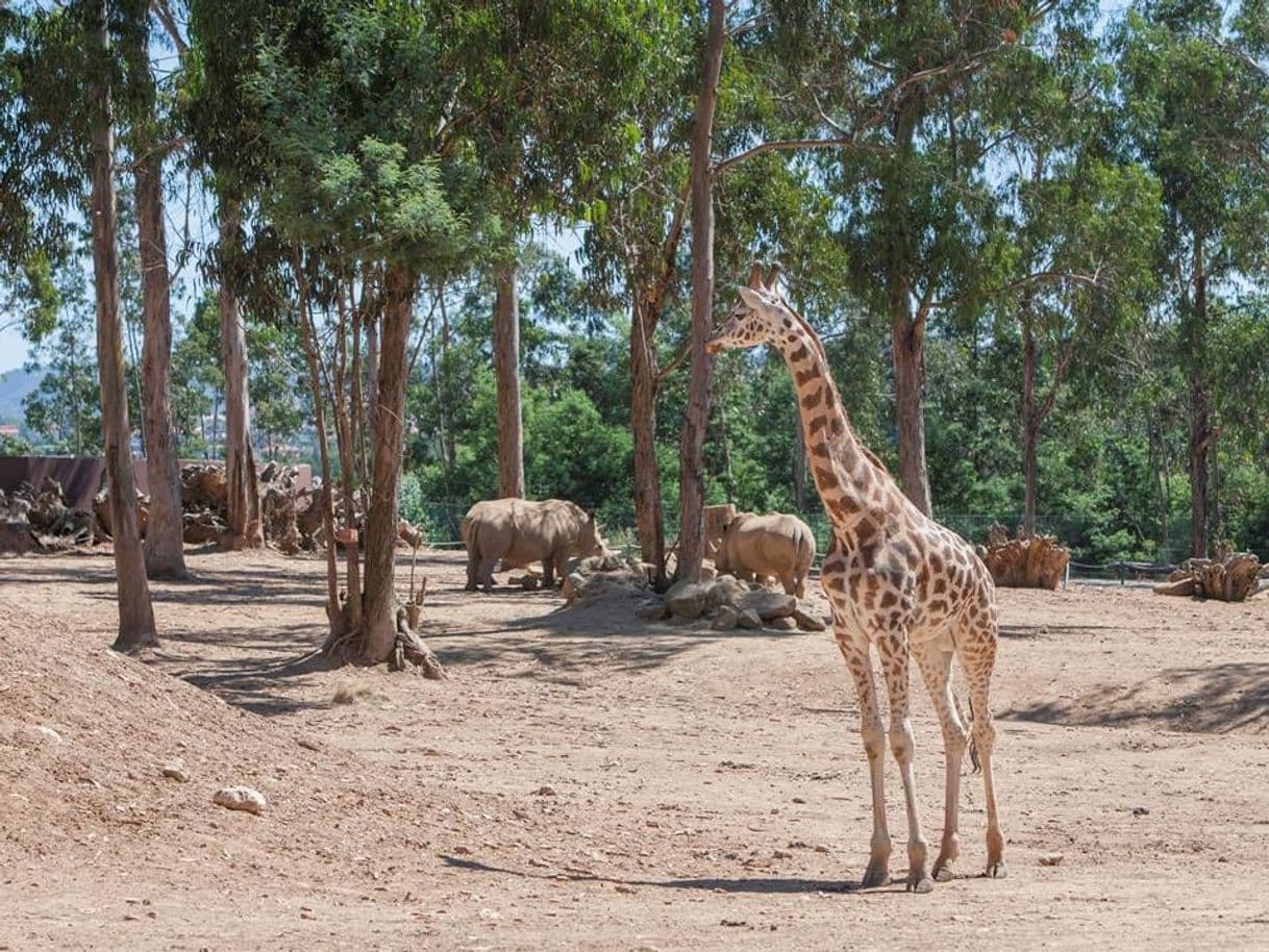 Place ZOO Santo Inácio