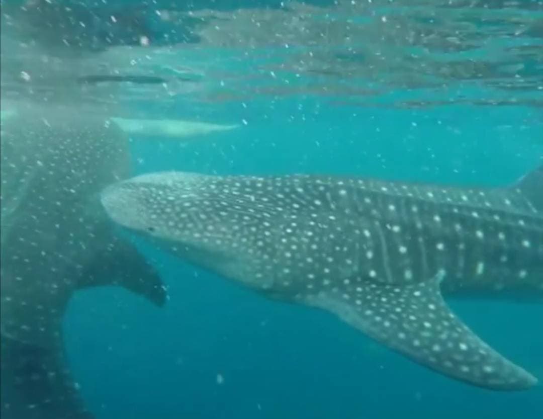 Place Oslob Whale Shark Watching