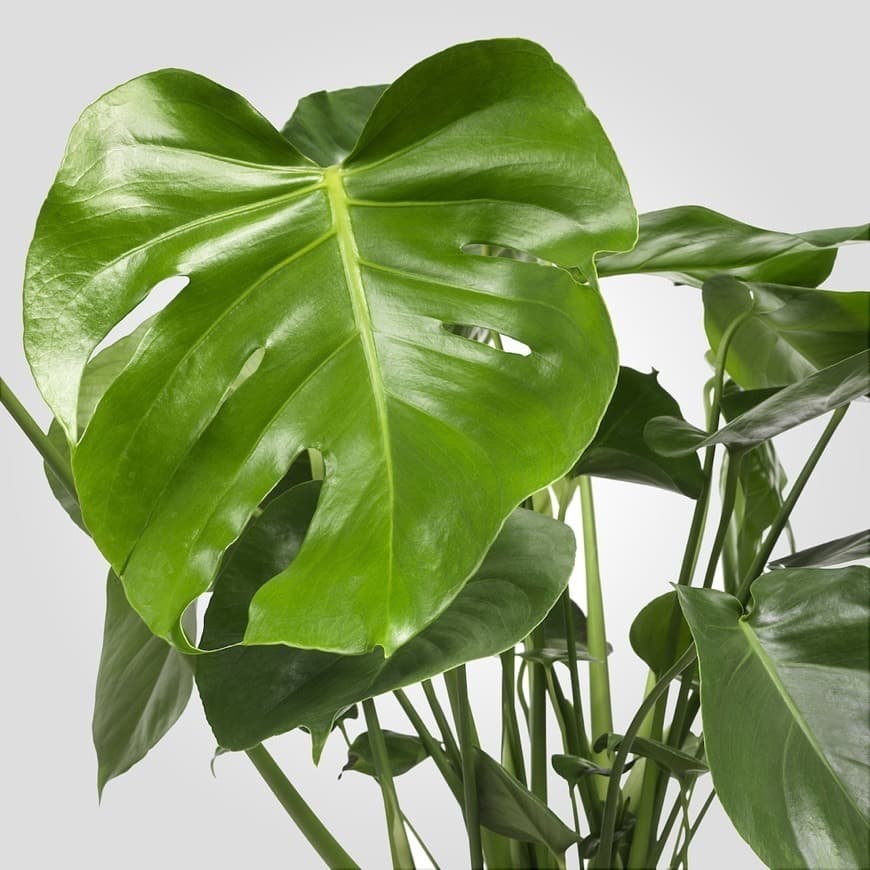 Producto MONSTERA
