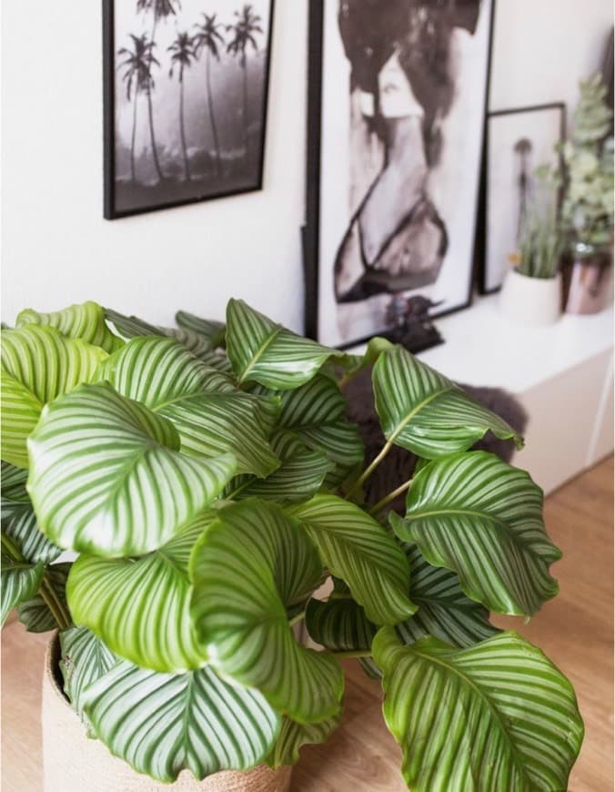 Producto Calathea orbifolia