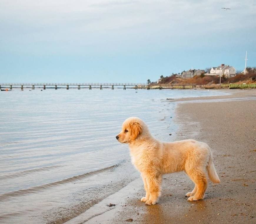 Fashion Golden Retriever 