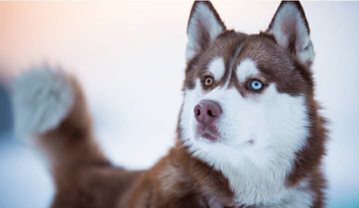 Fashion Raça Husky Siberiano