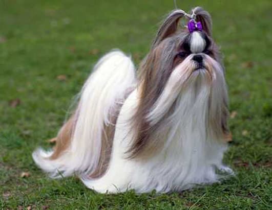 Moda shih-tzu