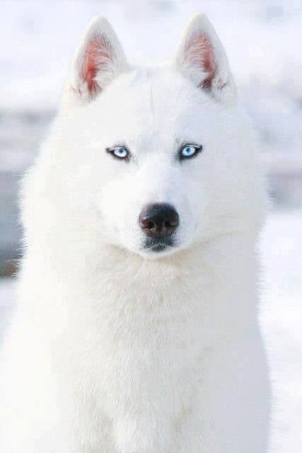 Moda Husky Siberiano