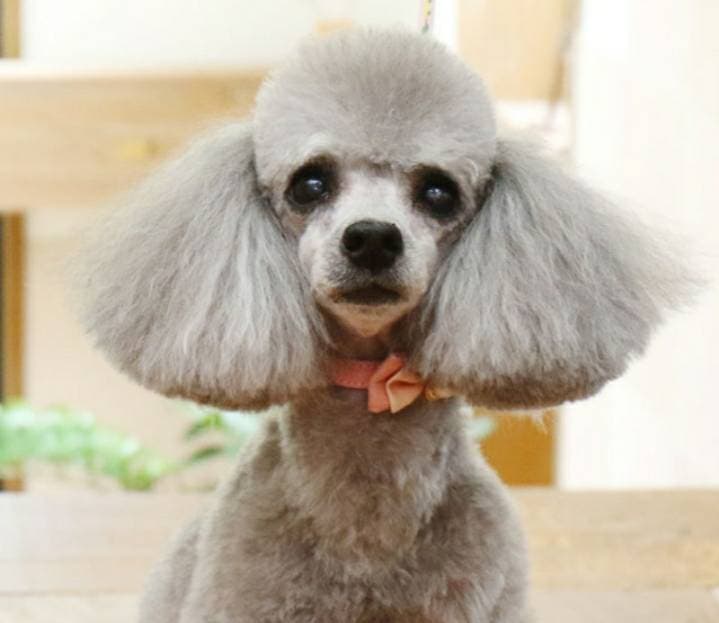 Fashion Raça Poodle