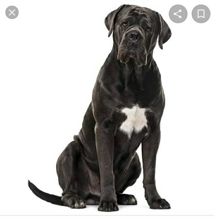 Fashion Raça Cane Corso