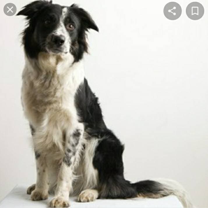 Moda Raça Border Collie