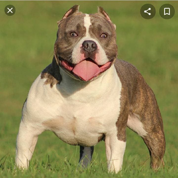 Fashion Raça American Bully