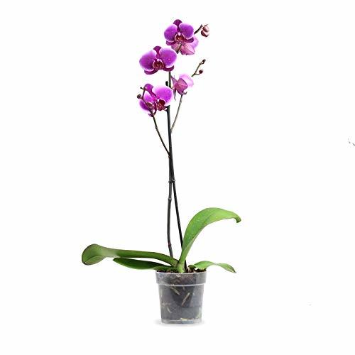 Producto Orquídea Phalaenopsis