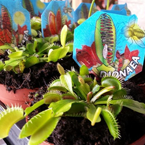 Producto Venus Atrapamoscas - Dionaea - Maceta 9cm. - Planta viva -