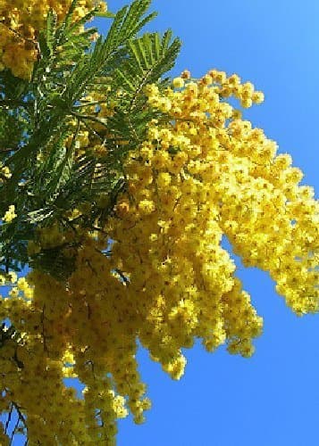 Producto TROPICA - Árbol mimosa/Acacia plata